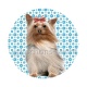 chien