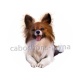 chien