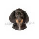 chien