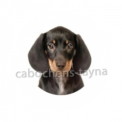 chien