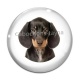 Cabochon Verre - chien