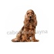 chien