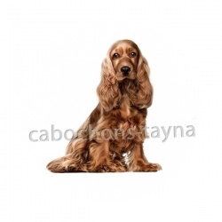 chien