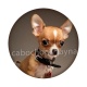 chien