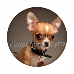 chien