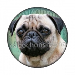 chien
