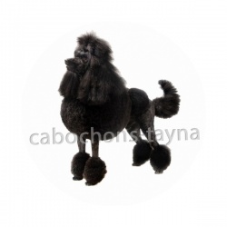 chien