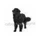 chien