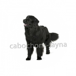 chien