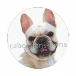 chien