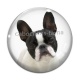 Cabochon Verre - chien