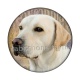 chien