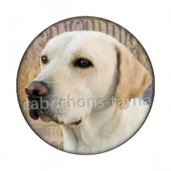 chien