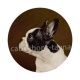 chien