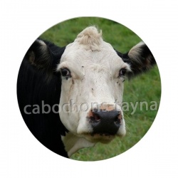 vache