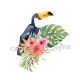 toucan