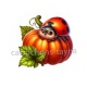 coccinelle