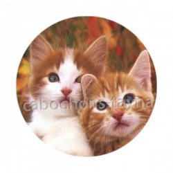 chat