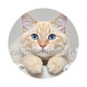 chat