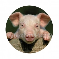 cochon