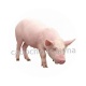 cochon