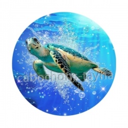 tortue