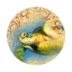 tortue