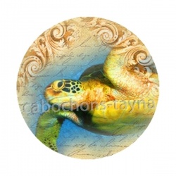 tortue