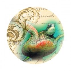 tortue