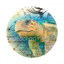 tortue