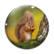 Cabochon Verre - écureuil