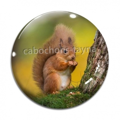 Cabochon Verre - écureuil