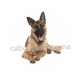 chien