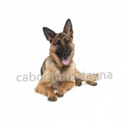 chien