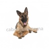 chien