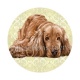 chien