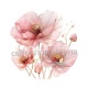 coquelicot