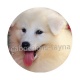 chien