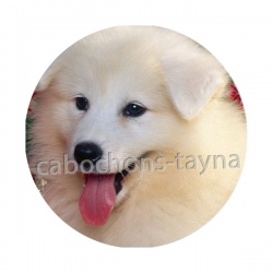 chien