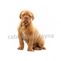 chien