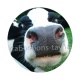vache