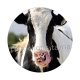 vache