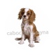 chien