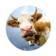 vache