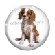 Cabochon Verre - chien