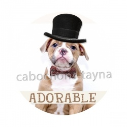 chien