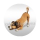 chien