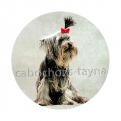 chien