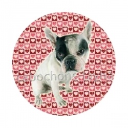 chien