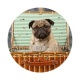 chien